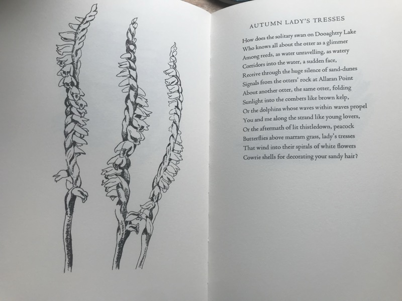 Autumn Lady's Tresses, in Birds & Flowers, published by Andrew J Moorhouse