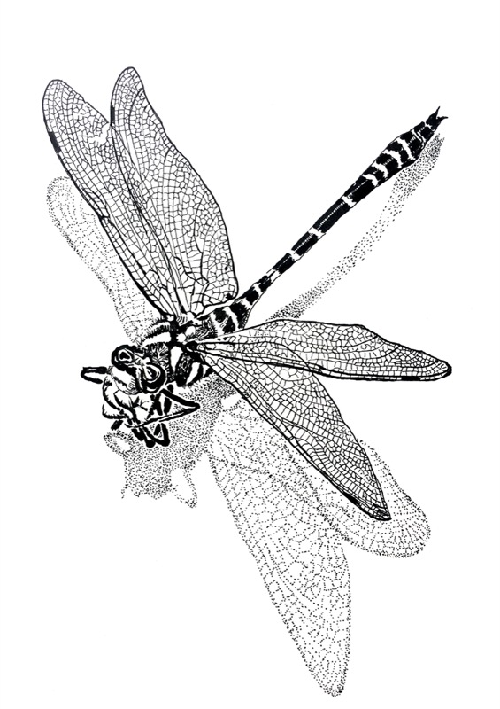 Dragonfly
