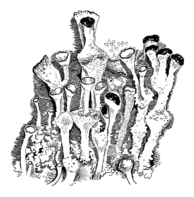 Fruticose ('fairy cup' type), for 'Lochalsh Lichens', Lochalsh Nature