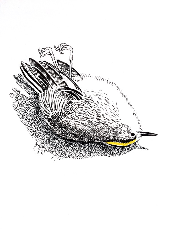 Goldcrest