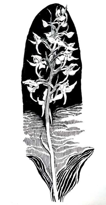 Greater Butterfly Orchid, for 'Orchids at the Plock of Kyle', Lochalsh Nature