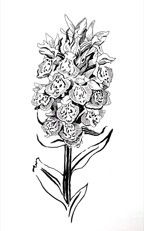 Heath spotted Orchid, for 'Orchids at the Plock of Kyle', Lochalsh Nature, pen