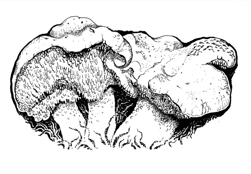Hedgehogs, for 'Mushrooms', Lochalsh Nature