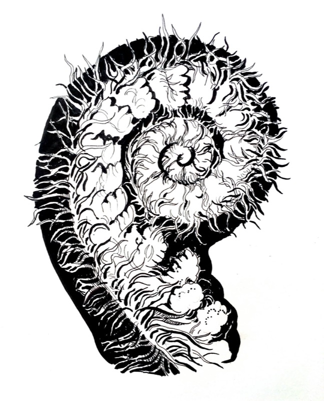 Male Fern Crosier, for 'Spring Crosiers', Lochalsh Nature, pen