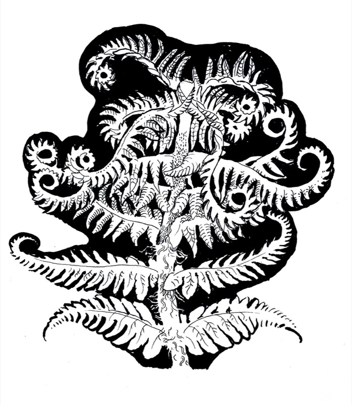 Mountain Fern, for 'Spring Crosiers', Lochalsh Nature