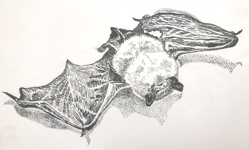 Pipistrelle