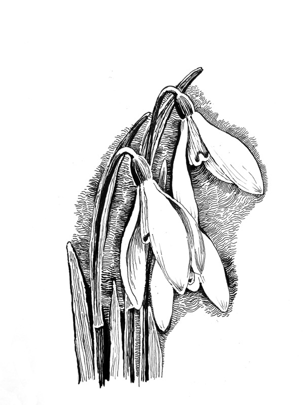 Snowdrop, for 'Flowers on the Move', Lochalsh Nature