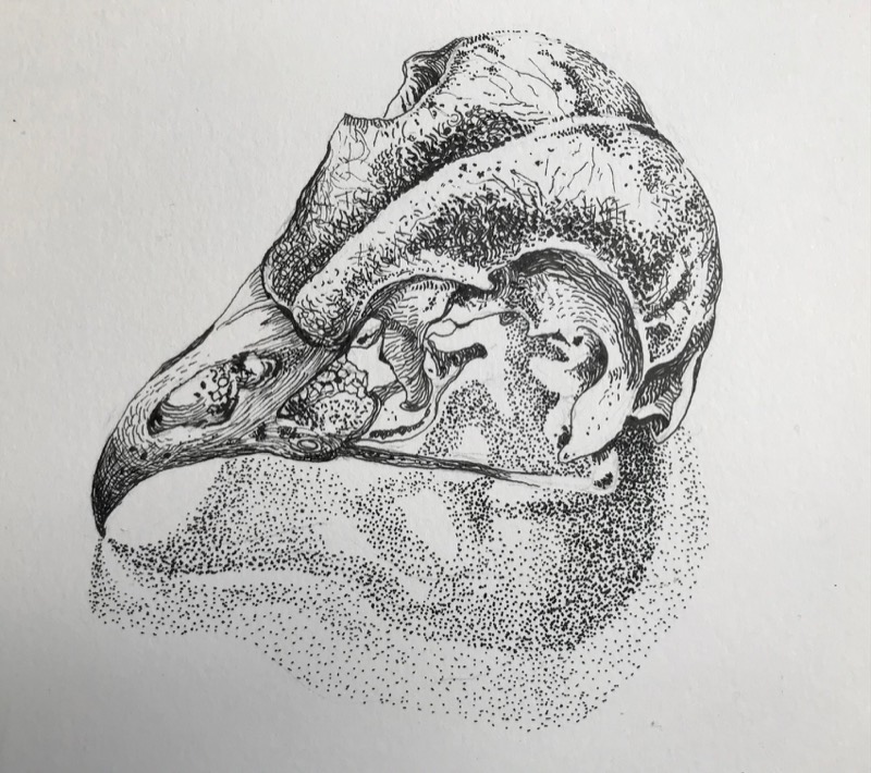 Tawny Skull