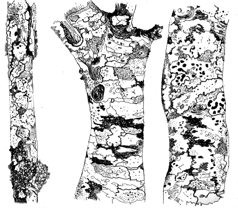 Three sticks from a Lochalsh garden showing a complex graphidion community, for ‘Writing and Unwritten in Nature'