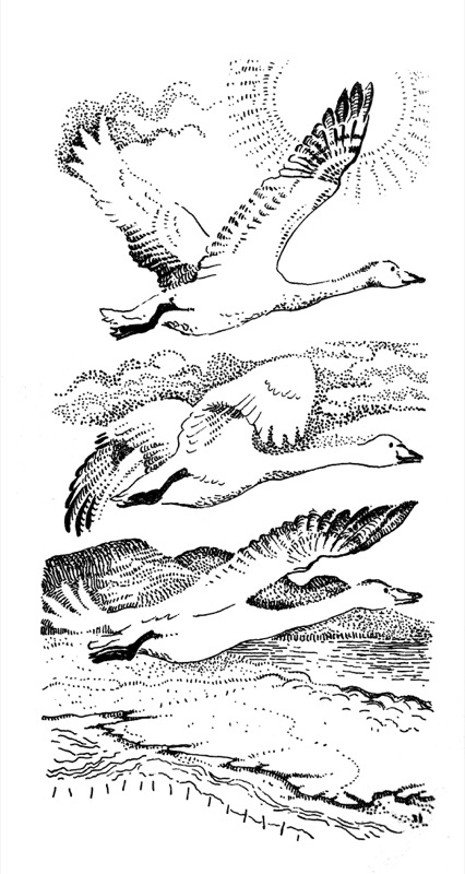 Whoopers
